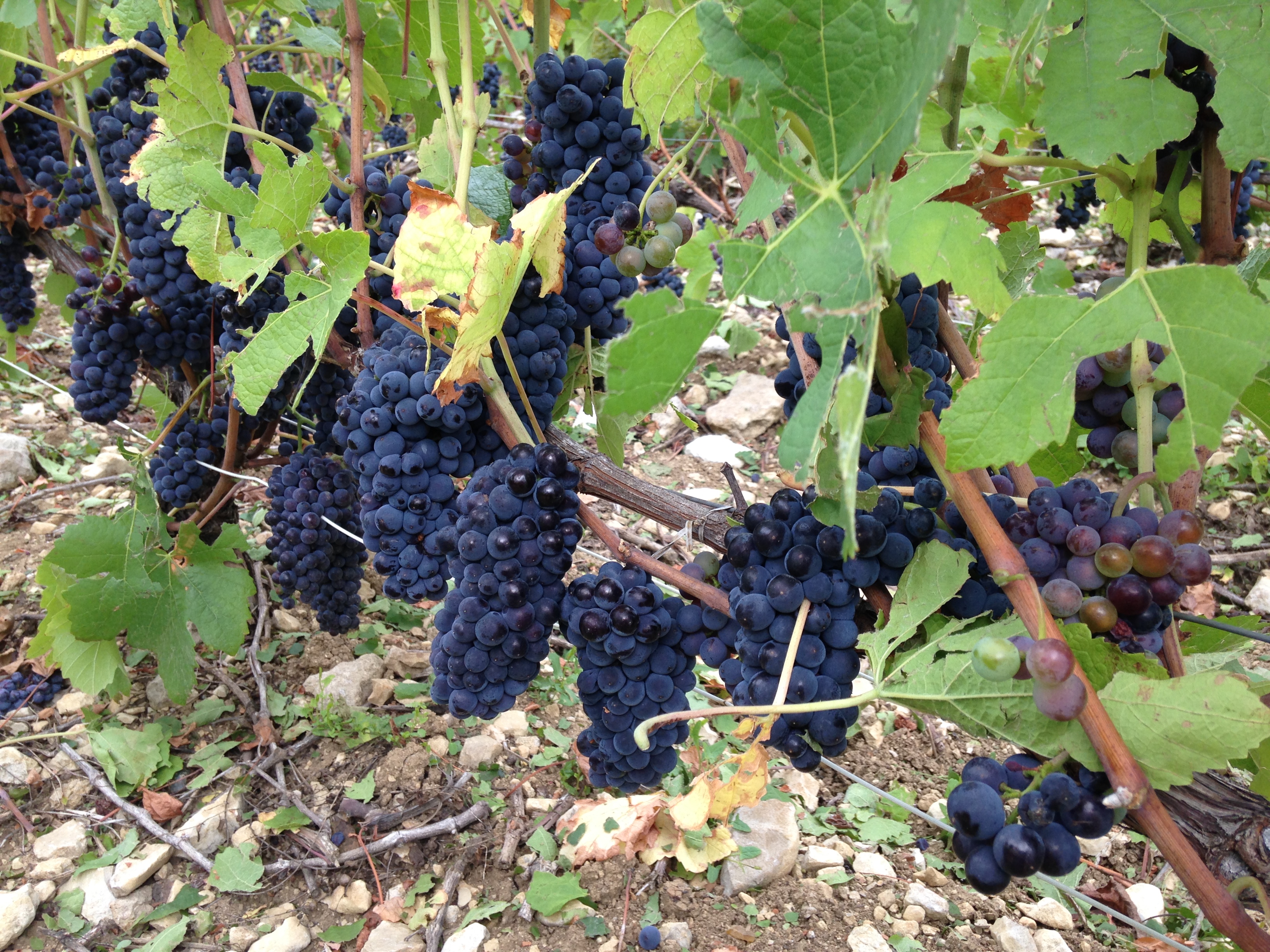 Pinot Noir Grapes