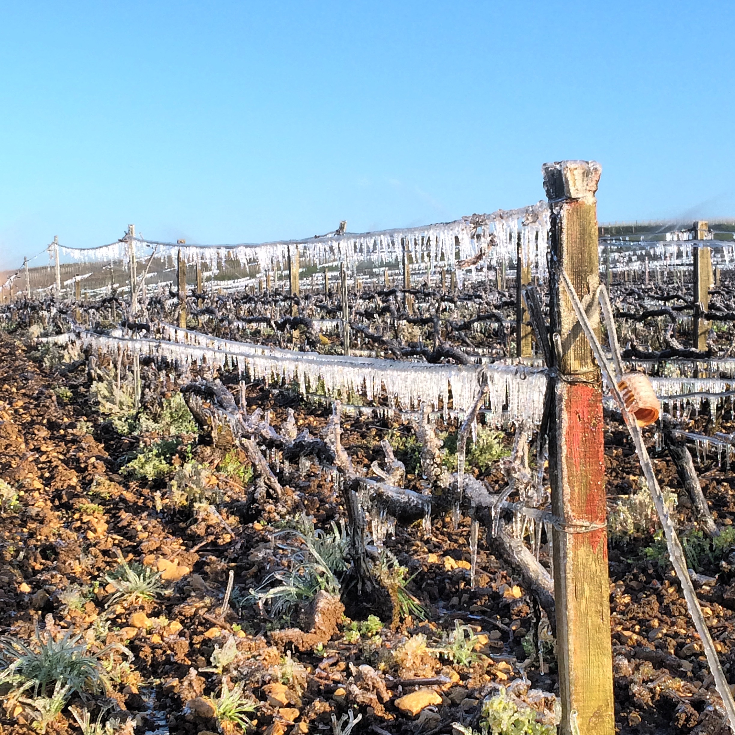 Frost in the vineyards