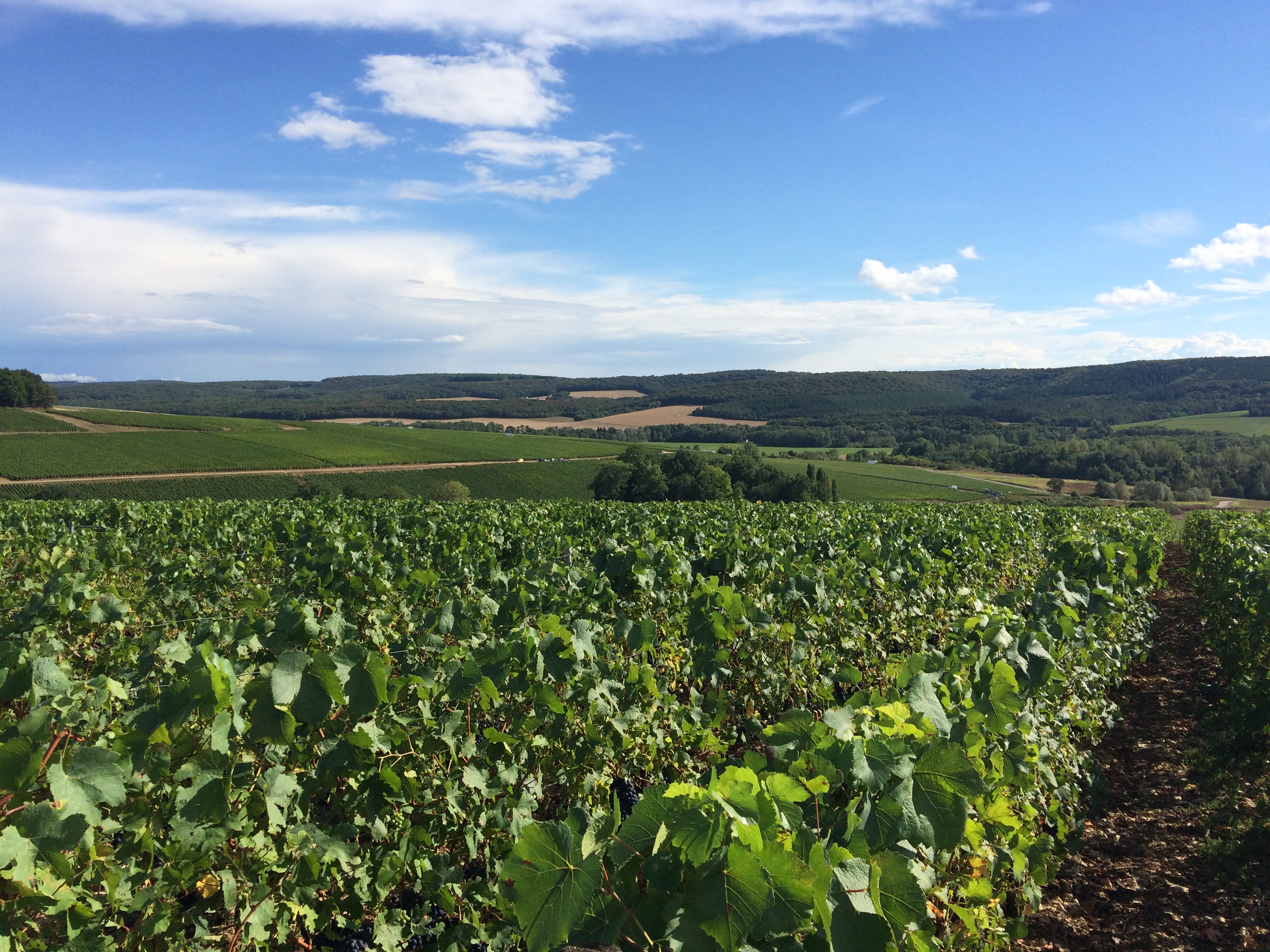 Vineyard parcel "Côte Bricard"