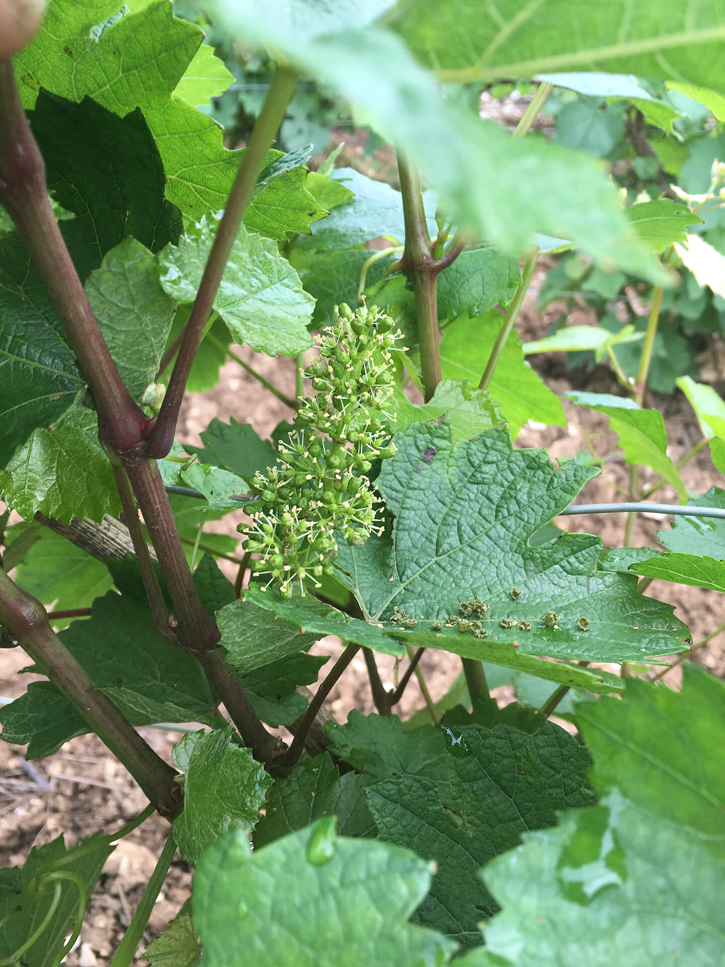 A grape inflorescence