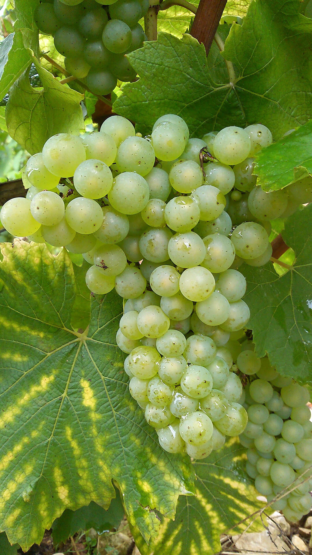 Chardonnay bunch of grapes closeup