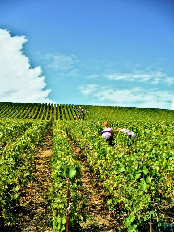 Workers picking grapes on the vineyard during the vine harvest (2016).