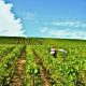 Travailleurs cueillant le raisins pendant les vendanges (2016).